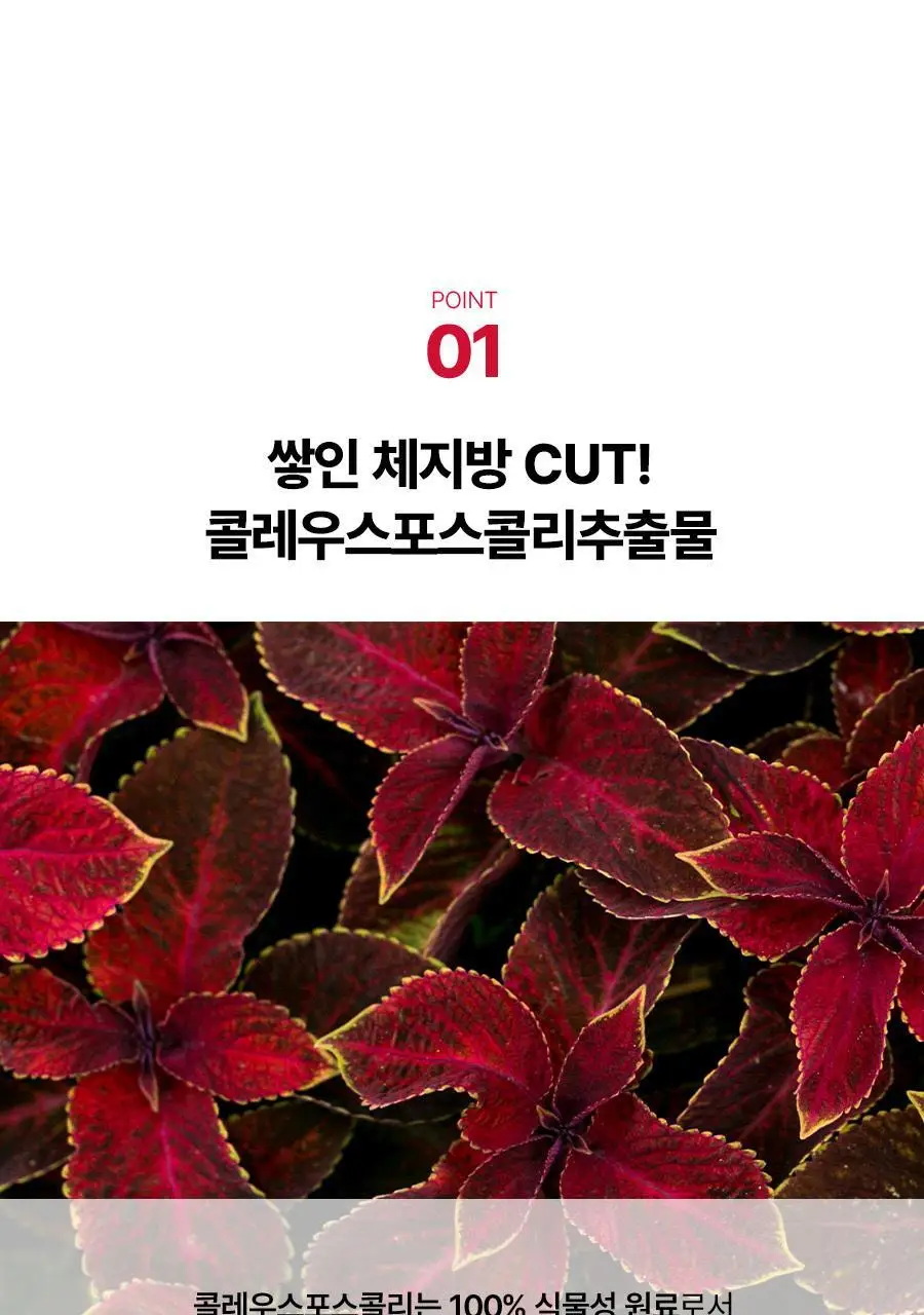 [서현PICK] 콜레올로지 티 PRO 하비탈출 8,000mg X 7포/15포 (7일분/15일분) 상세페이지 13